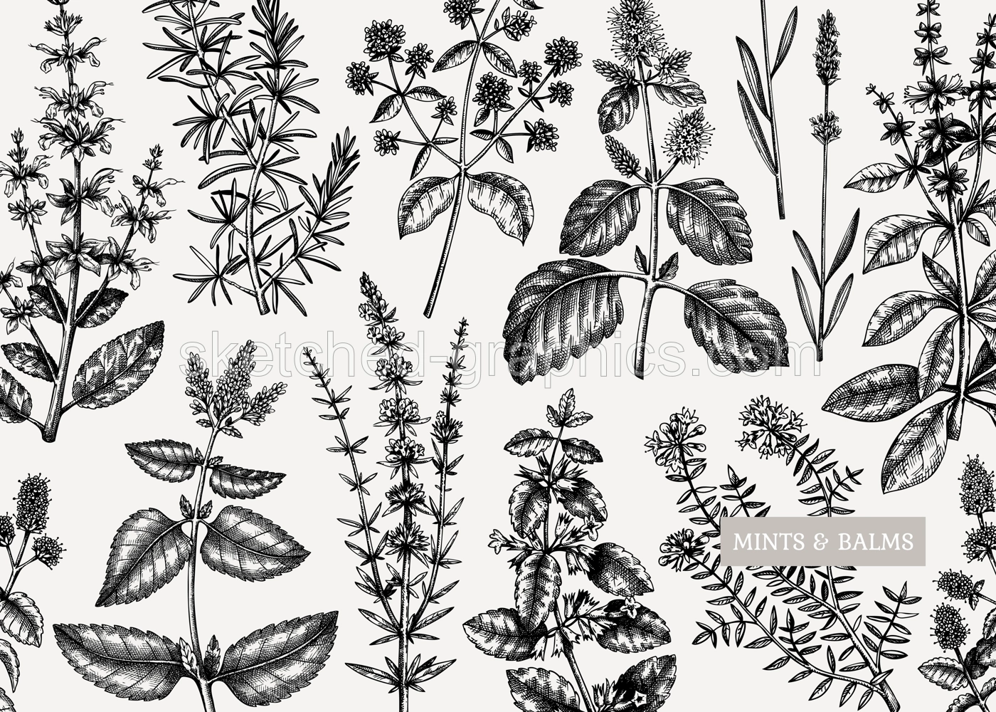 Mints design. Hand sketched mints plants background. Vintage herbs, leaves, flowers  hand drawings design. Perfect for recipe, menu, label, packaging. Herbal tea template.  Botanical illustration. Illustration